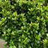 Azalea Johanna 60-80 cm buy online UK.