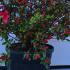 Azalea Johanna 50-60 cm buy online UK.