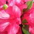 Azalea Johanna evergreen shrub with red flowers