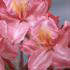 Azalea Jolie Madame - popular and easy to grow Azalea with highly fragrant, large pink flowers