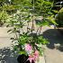 Azalea Jolie Madame 40-50 cm buy online UK.