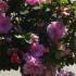 Azalea Laura Morland 40-50 cm buy online UK.