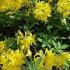 Azalea Anneke Yellow Flowering Azalea