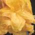 Azalea Golden Flair