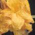 Azalea Golden Flair
