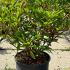 Azalea Mollis Whitethroat 40-60 cm buy online UK.