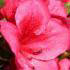Azalea Nuccios Wild Cherry - produces an abundance of large, dark pink flowers.