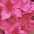 Azalea Nuccios Lucky Charm is a variety of Satsuki Azalea. 