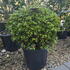 azanucluccha 30-35 cm buy online UK.
