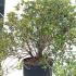 Azalea Phoenicia 60-80 cm buy online UK.
