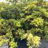 Azalea Phoenicia 1-1.2 m buy online UK.