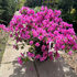 azp 60-80 cm buy online UK.