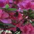 Azalea Phoenicia, Fast-Growing Large Evergreen Azalea