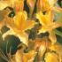 Azalea Pontica Rhododendron Luteum - Deciduous Azalea