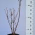 Azalea Pontica  60-80 cm buy online UK.