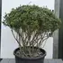 Azalea Purple Splendor Mature Multi-Stemmed Tree