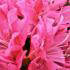 Azalea Royal Pink for sale at our London garden centre, Crews Hill, UK