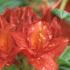 Azalea Satan - Deep red buds opening deep orange red. Late flowering – not until June. 
