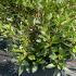 Azalea Satan 60-80 cm buy online UK.