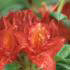 Azalea Satan - Deep red buds opening deep orange red. Late flowering – not until June. 