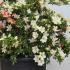 Azalea Satsuki 70-80 cm buy online UK.