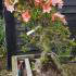 Azalea Satsuki or Satsuki Azaleas are bonsai shaped evergreen azaleas, these rare trees are for sale online, UK delivery