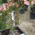 Peach Flowering Satsuki Azalea, evergreen trees for sale online UK delivery