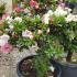 Satsuki Azalea reddish pink flowering for sale online, buy UK delivery