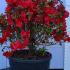 Azalea Stewartstonian 50-60 cm buy online UK.