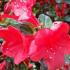 azalea stewartstonian red - profuse flowers and autumn colour