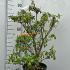 Azalea Treasure 40-60 cm buy online UK.