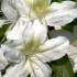 Azalea Treasure, a vigorous growing hybrid with profuse white flowers