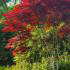Acer Palmatum Bloodgood, Japanese Maple tree specialist nursery, Paramount Plants and Gardens, Enfield, UK