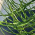Baccharis Genistelloides