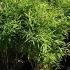 Fargesia Murielae Panda Bamboo Evergreen Screening Bamboo