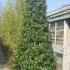 Bay Pyramid, Laurus Nobilis, Topiary, London UK