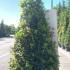 Bay Tree Cone Shaped 2-2.25 m buy online UK.