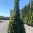 Bay Tree Cone Shaped 2.5-3 m buy online UK.