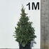 baypyr 80-90 cm buy online UK.