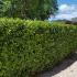 Bay Tree Hedging