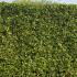 Tall Privacy Bay Tree Hedge