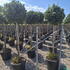 baytree 1.5-1.6 m buy online UK.