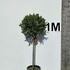 baytree 1-1.1 m buy online UK.