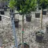 baytree 1.3-1.4 m buy online UK.