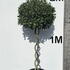 baytree 1.5-1.6 m buy online UK.