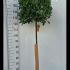 Bay Tree Topiary Trees - Lollipop Shape 1.4-1.5 m buy online UK.