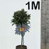 baytree 60-80 cm buy online UK.