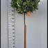 Bay Tree Topiary Trees - Lollipop Shape 1.5-1.6 m buy online UK.