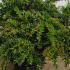 Berberis Frikartii Amstelveen Barberry 40-60 cm buy online UK.