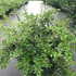 bj 80-100 cm buy online UK.